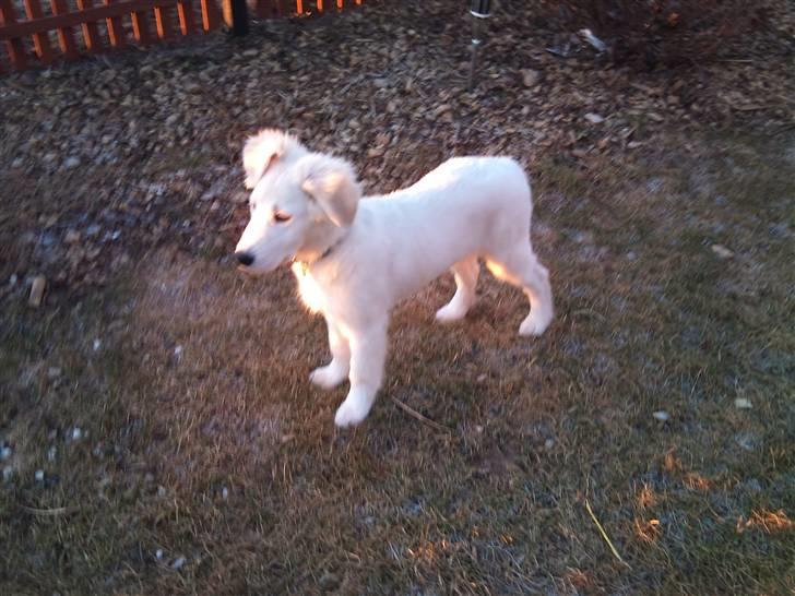 Golden retriever Zimba billede 1