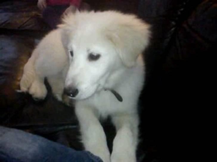 Golden retriever Zimba billede 2