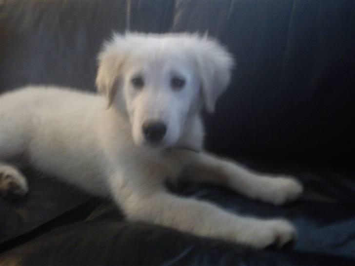 Golden retriever Zimba billede 3