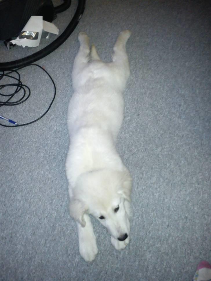 Golden retriever Zimba billede 4