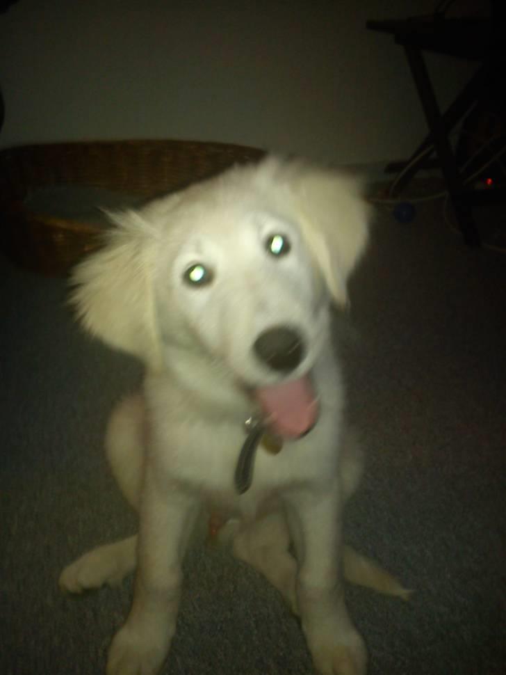 Golden retriever Zimba billede 5