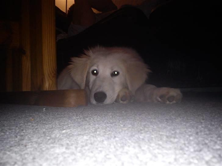 Golden retriever Zimba billede 6