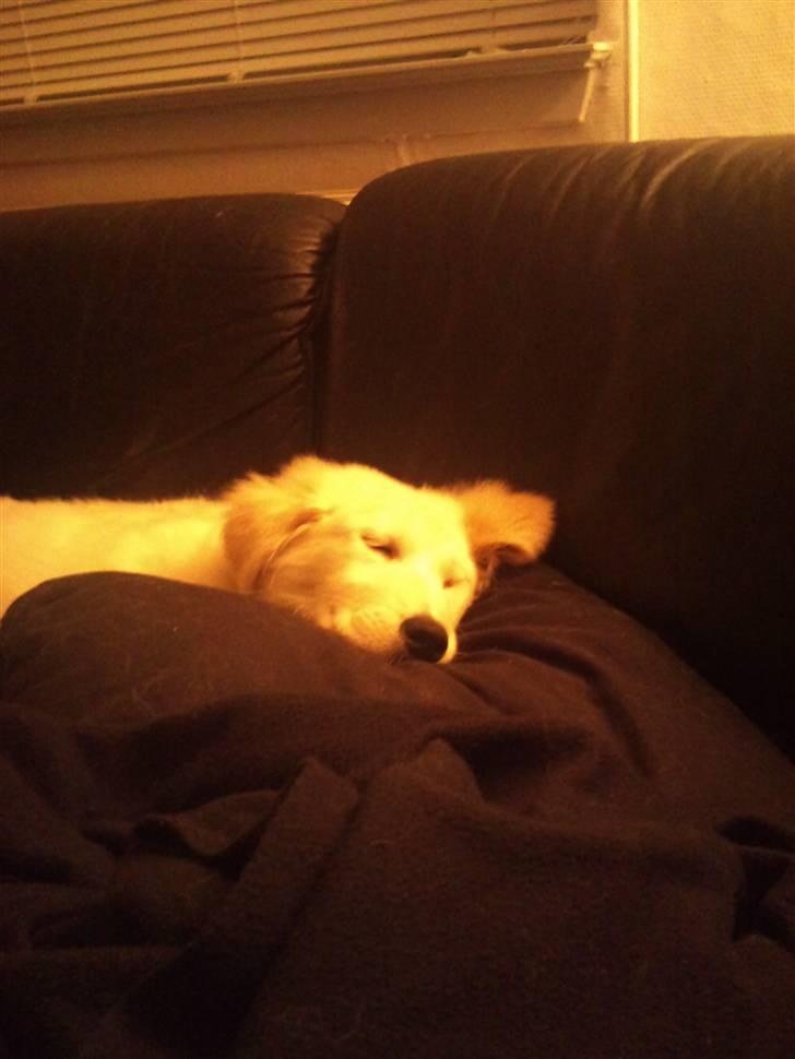 Golden retriever Zimba billede 7