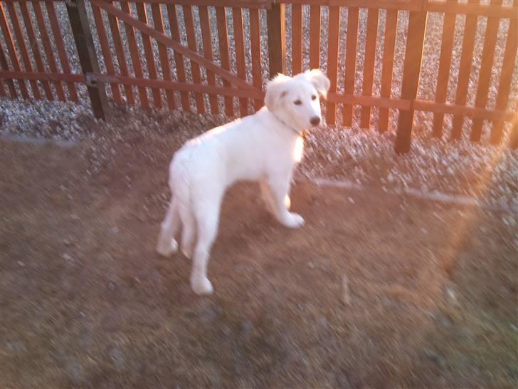 Golden retriever Zimba billede 8