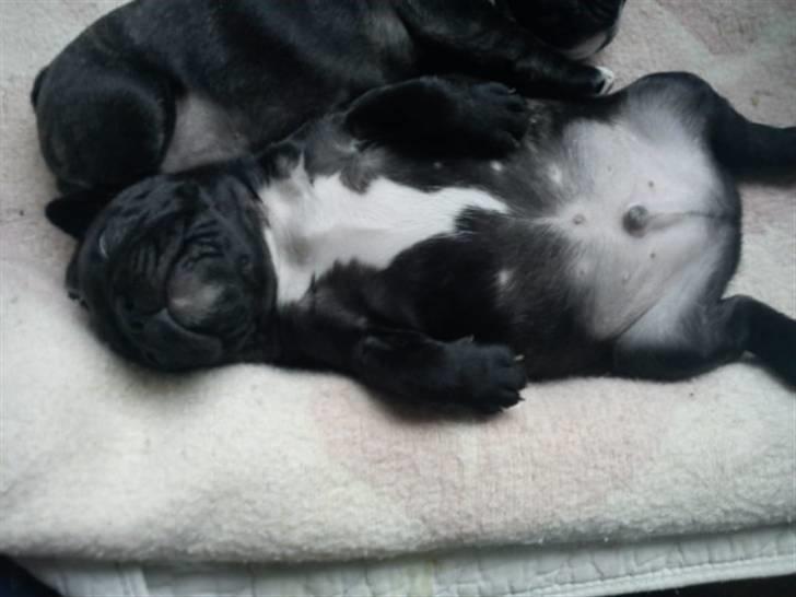 Fransk bulldog Carlos - lille bandit billede 2