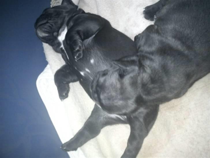 Fransk bulldog Carlos billede 3