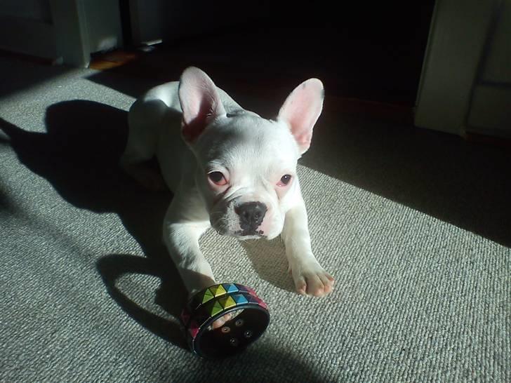 Fransk bulldog Muffi  - Den dag jeg fik hende <3 billede 2