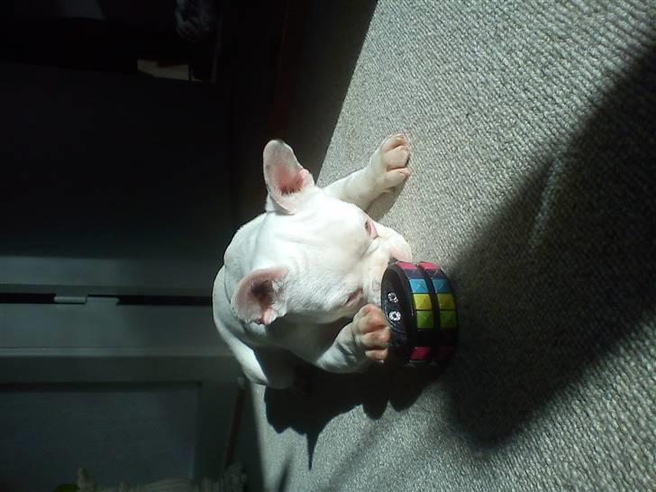 Fransk bulldog Muffi  billede 3