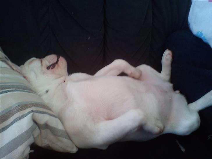 Fransk bulldog Muffi  billede 4