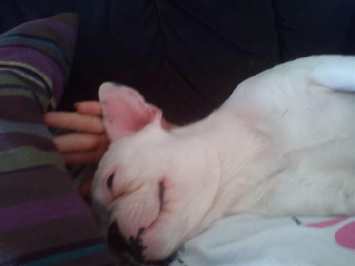 Fransk bulldog Muffi  billede 5