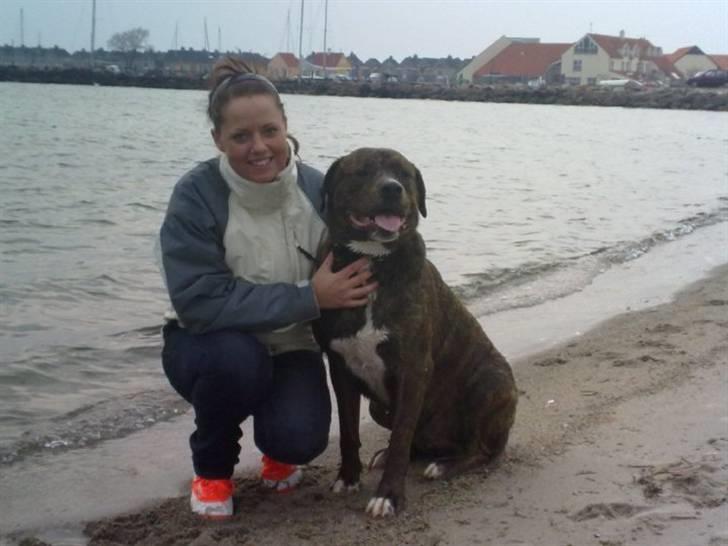 Blanding af racer Kato billede 17