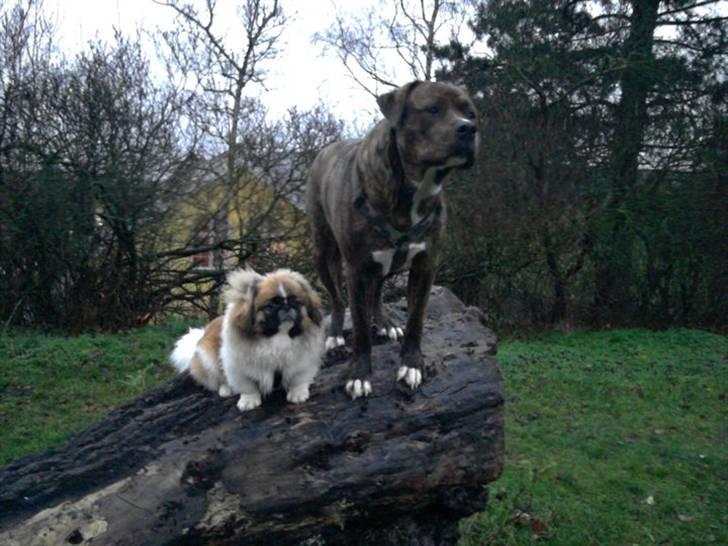 Blanding af racer Kato billede 18