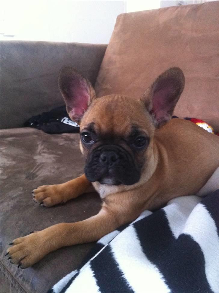 Fransk bulldog Zuka (Himmelhund) billede 1