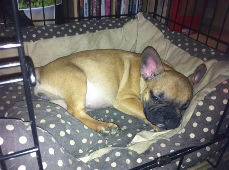 Fransk bulldog Zuka (Himmelhund) - Det var da vi lige var kommet hjem med hende billede 2