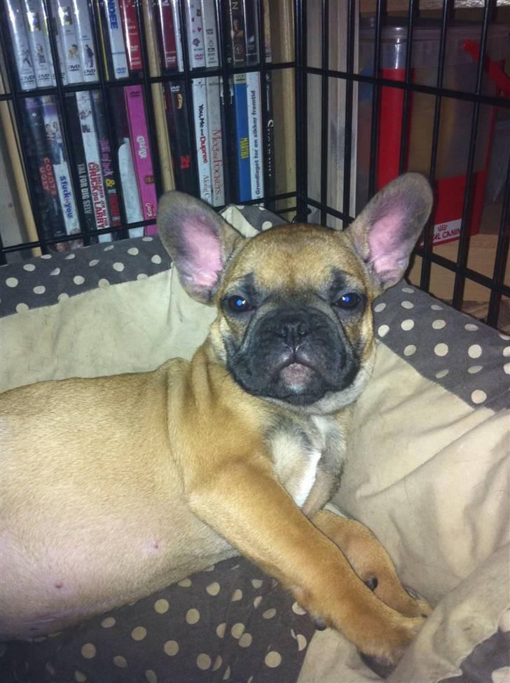 Fransk bulldog Zuka (Himmelhund) billede 3