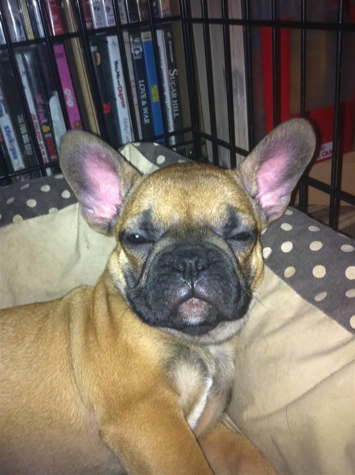 Fransk bulldog Zuka (Himmelhund) billede 4