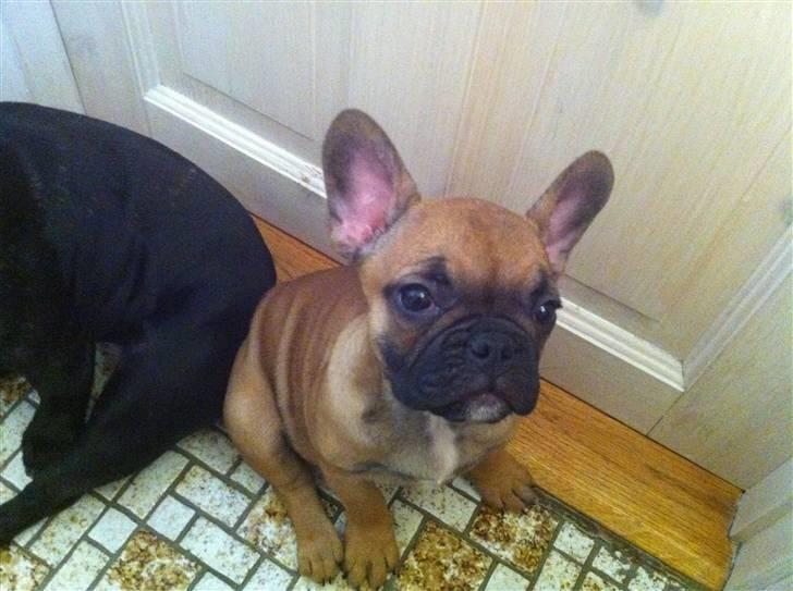 Fransk bulldog Zuka (Himmelhund) billede 5