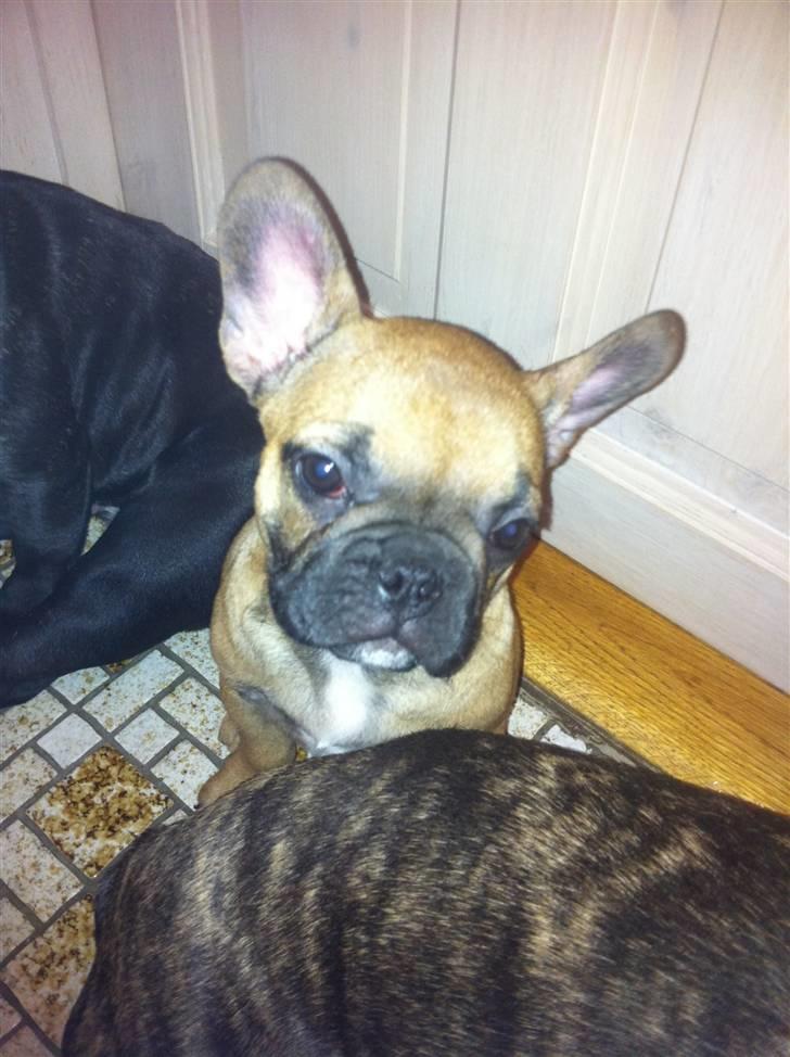 Fransk bulldog Zuka (Himmelhund) billede 6