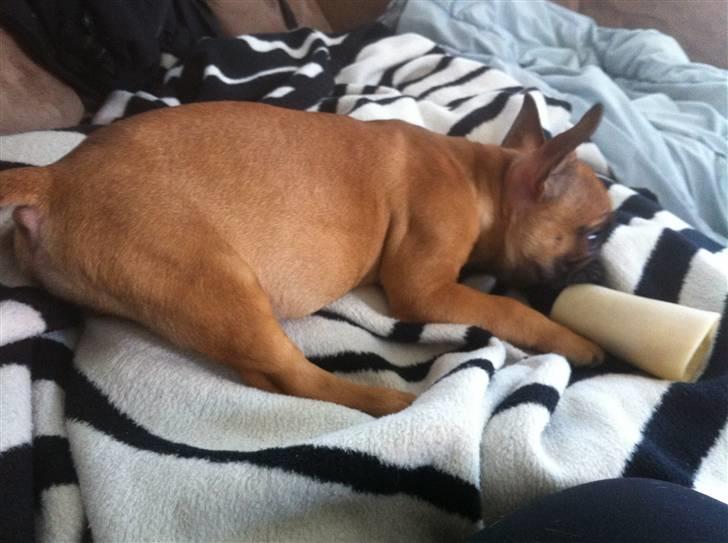 Fransk bulldog Zuka (Himmelhund) billede 7