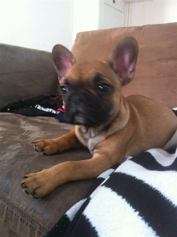 Fransk bulldog Zuka (Himmelhund) billede 8