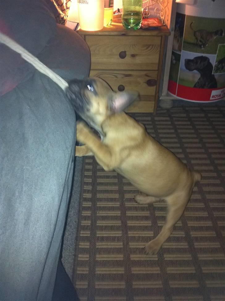 Fransk bulldog Zuka (Himmelhund) - Angel står i sengen af den anden ende af strømpen ;) billede 10