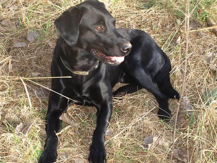 Labrador retriever bessy billede 11
