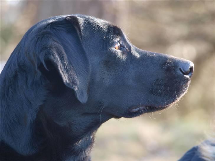 Labrador retriever bessy billede 12