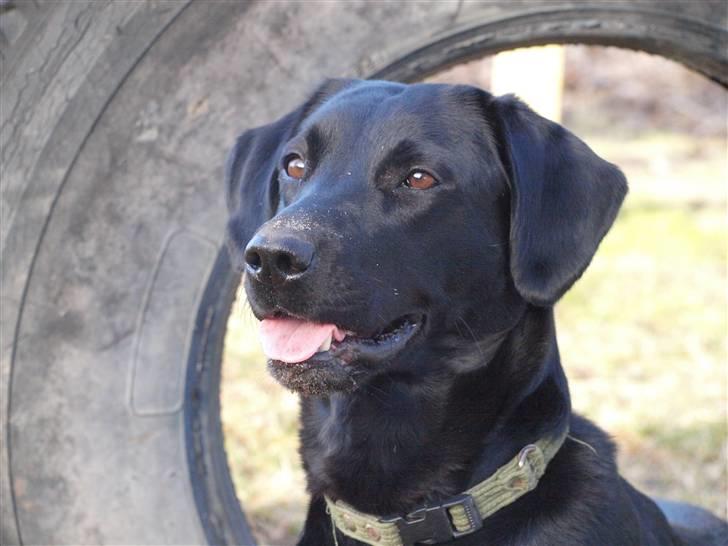 Labrador retriever bessy billede 13