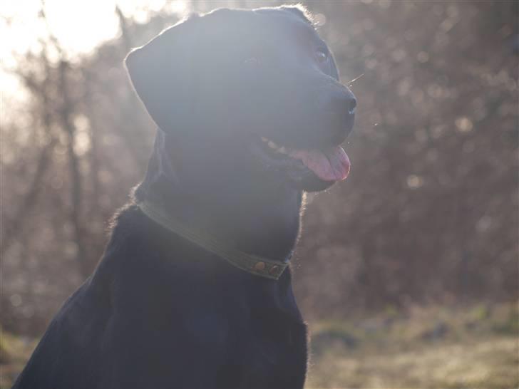 Labrador retriever bessy billede 14