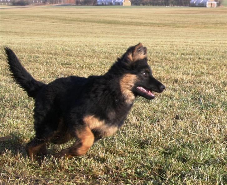 Chodsky Pes Eddie billede 3