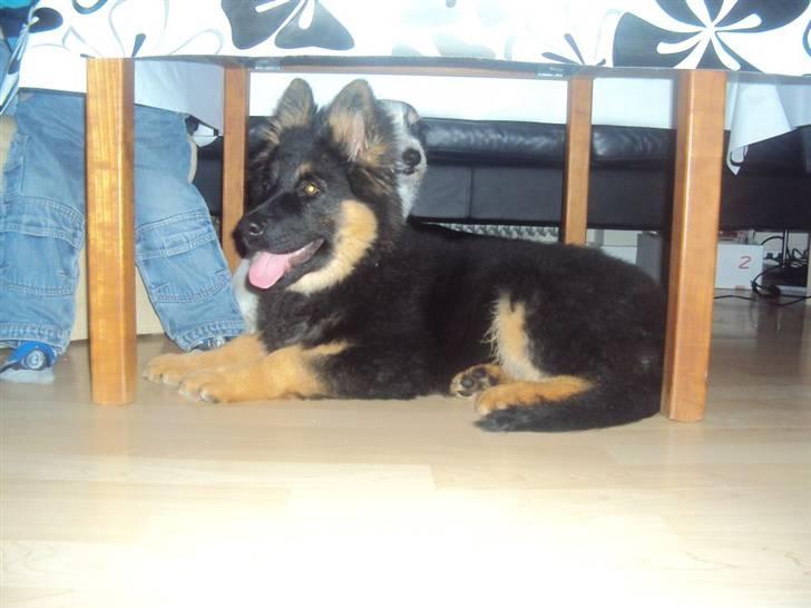 Chodsky Pes Eddie billede 2