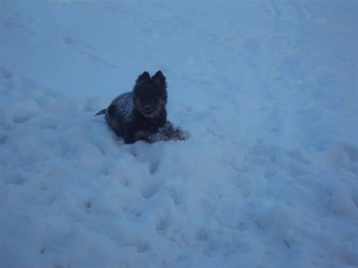 Chodsky Pes Eddie billede 4