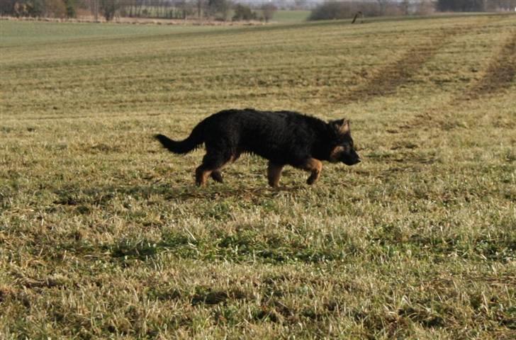 Chodsky Pes Eddie billede 5