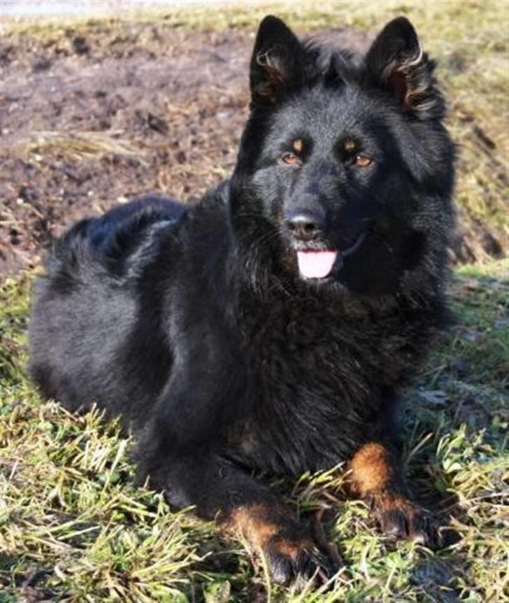 Chodsky Pes Mimmi billede 9