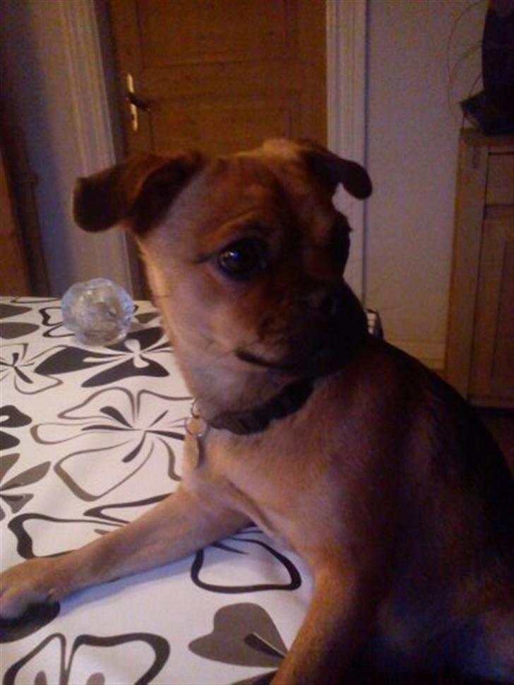 Blanding af racer Aya - Elsker at sidde steder hvor jeg har overblik billede 1