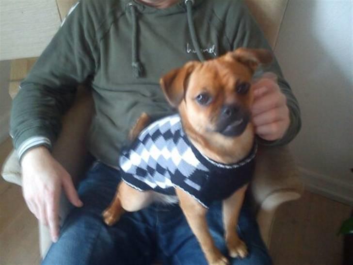 Blanding af racer Aya - Min fine vest, som jeg brugte da det var HUNDEkoldt uden for billede 2