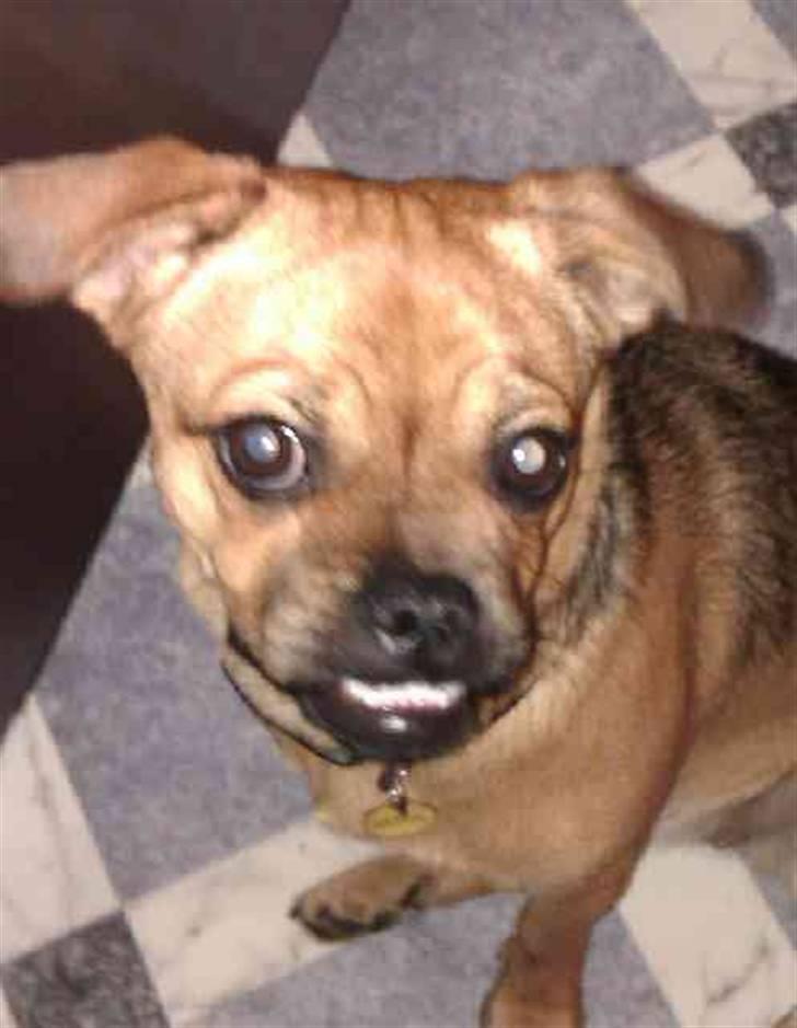 Blanding af racer Aya - lægger man mærke til mit underbid ??? ;) billede 3