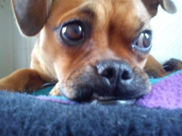 Blanding af racer Aya - Jeg har et herligt underbid, som kun kan ses en gang i mellem :) billede 4