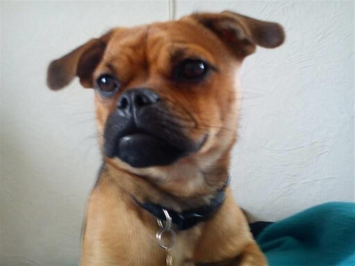 Blanding af racer Aya - Jeg kan også godt se sød ud billede 5