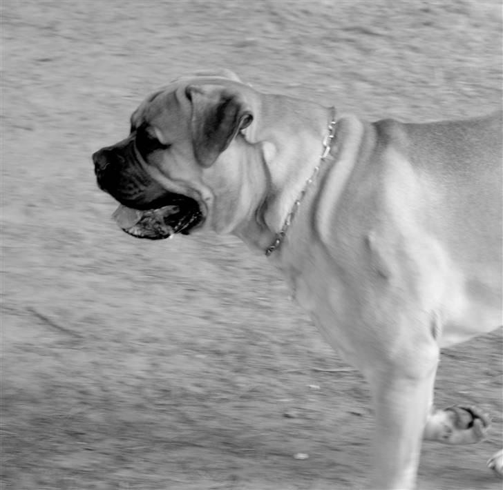 Bullmastiff Boulevard of Fame Hector billede 15