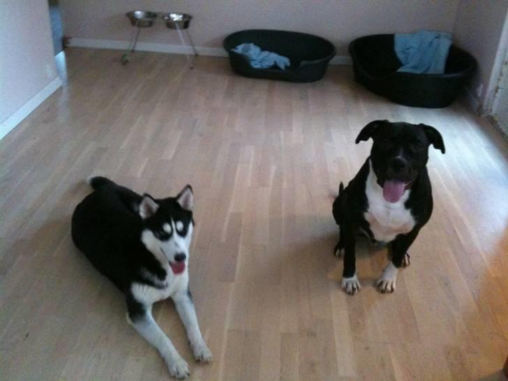 Siberian husky Lucca - Lucca sammen med Chico billede 14