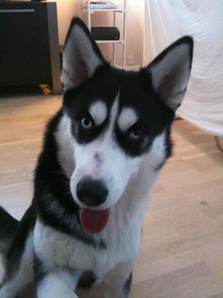 Siberian husky Lucca - Lucca´s frække blik billede 15