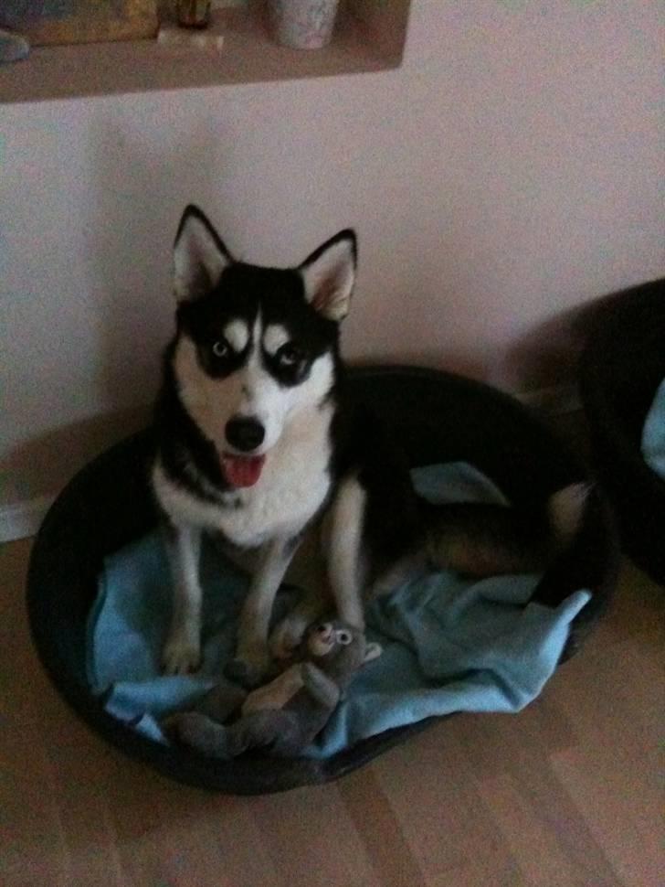 Siberian husky Lucca - Lucca sammen med sin bamse billede 16