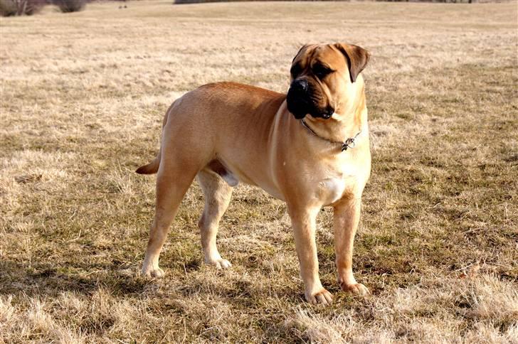 Bullmastiff Boulevard of Fame Hector billede 16