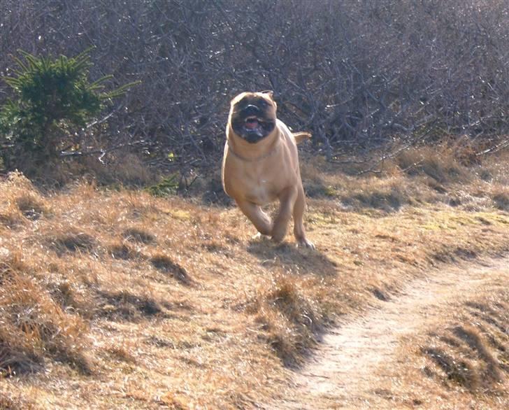 Bullmastiff Boulevard of Fame Hector - Fart på! billede 17