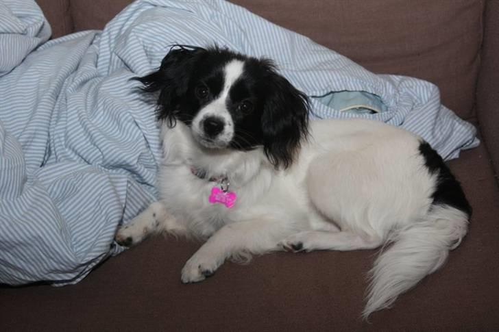 Papillon Nala billede 1