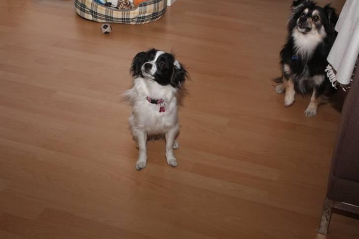 Papillon Nala billede 2