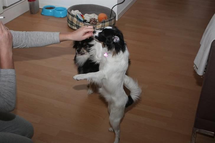 Papillon Nala billede 3