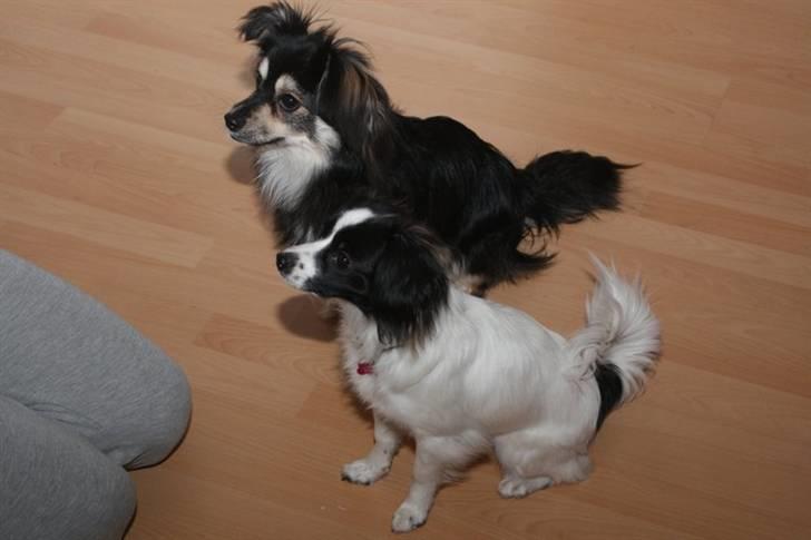 Papillon Nala billede 4