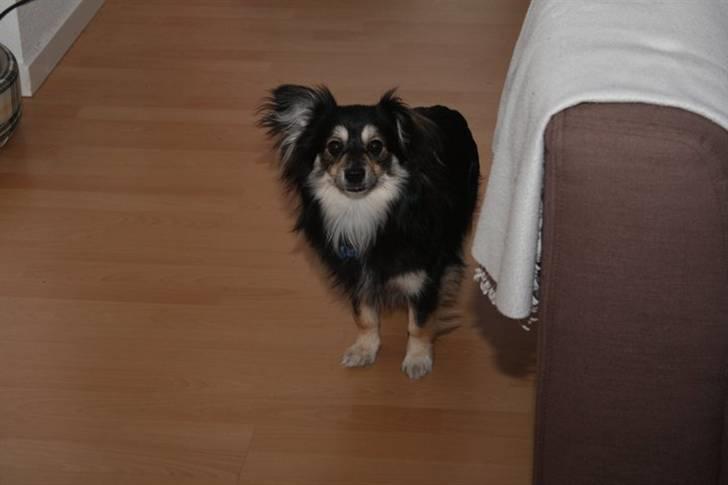 Blanding af racer Simba billede 6